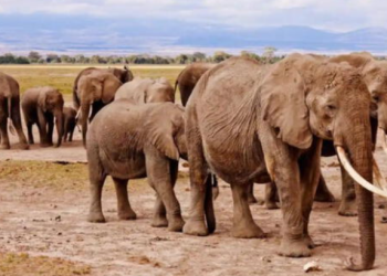 Sacrificarán a 200 elefantes para combatir escasez de alimentos por la peor sequía que vive áfrica