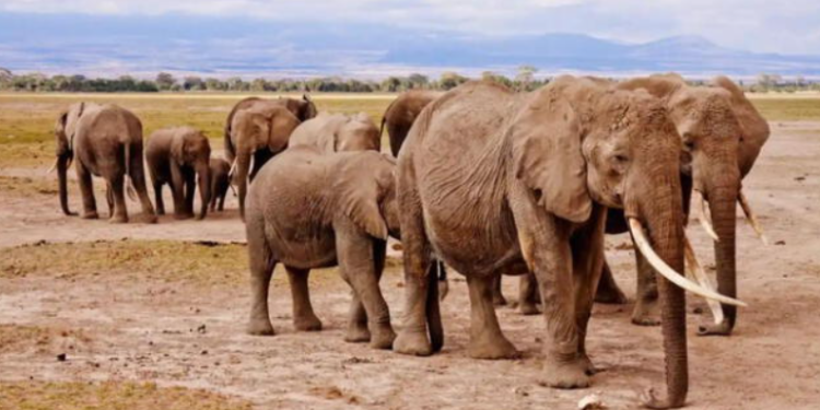 Sacrificarán a 200 elefantes para combatir escasez de alimentos por la peor sequía que vive áfrica