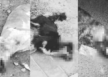 Criminales envenenan a mascotas en Subtanjalla