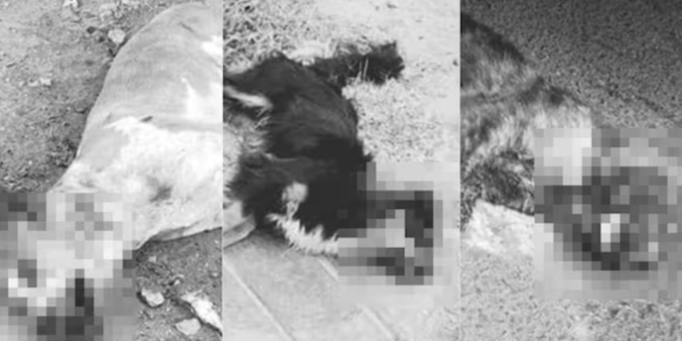 Criminales envenenan a mascotas en Subtanjalla