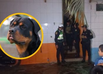 Niño de 7 años muere tras ser atacado por sus perros rottweiler