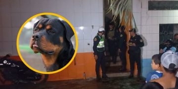 Niño de 7 años muere tras ser atacado por sus perros rottweiler
