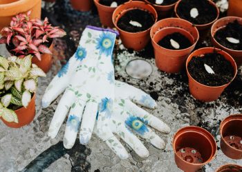 ¿CÓMO MEJORAR EL JARDIN DE TU CASA?: 3 CONSEJOS PARA CUIDAR MEJOR DE TUS PLANTAS