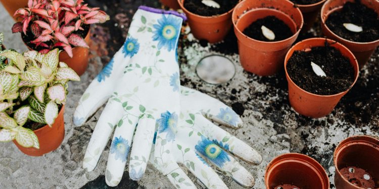 ¿CÓMO MEJORAR EL JARDIN DE TU CASA?: 3 CONSEJOS PARA CUIDAR MEJOR DE TUS PLANTAS