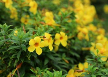 CURIOSIDADES: ¿POR QUÉ SE REGALAN FLORES AMARILLAS EN SEPTIEMBRE?