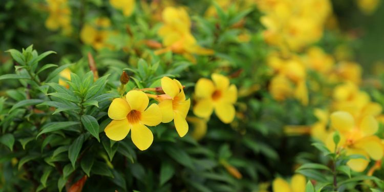 CURIOSIDADES: ¿POR QUÉ SE REGALAN FLORES AMARILLAS EN SEPTIEMBRE?