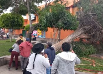 Vientos huracanados tumban árbol y casi mata a vendedores ambulantes en Ayacucho
