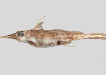 DESCUBREN NUEVA ESPECIE DE TIBURÓN FANTASMA EN NUEVA ZELANDA