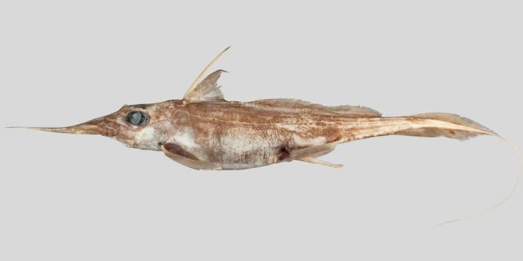 DESCUBREN NUEVA ESPECIE DE TIBURÓN FANTASMA EN NUEVA ZELANDA