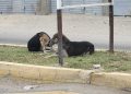 PERROS EN LAS CALLES: UN TIPO DE MALTRATO ANIMAL