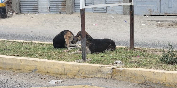 PERROS EN LAS CALLES: UN TIPO DE MALTRATO ANIMAL