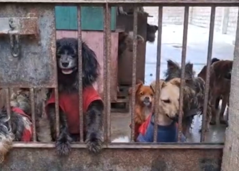 Envenenan a perritos de albergue porque dueños no pagaron cupo de 50 soles