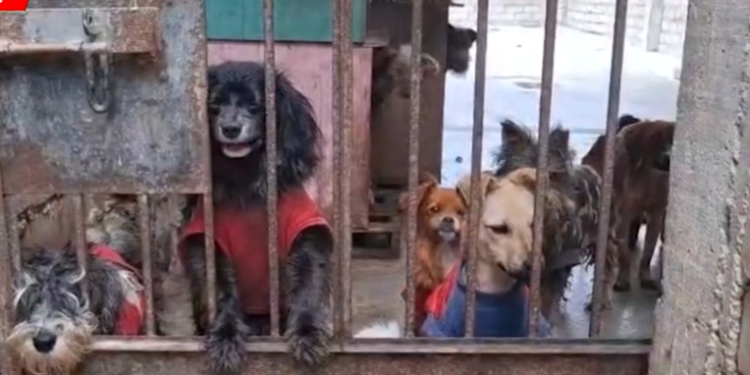 Envenenan a perritos de albergue porque dueños no pagaron cupo de 50 soles