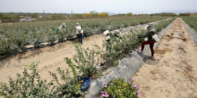 ICA ES LA PROVINCIA CON MEJOR TAZA DE EMPLEABILIDAD CON UN 68.9% DE TRABAJADORES FORMALES