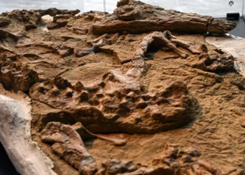 Ica: encuentran fósil de un cocodrilo que vivió hace 10 millones de años en el litoral peruano