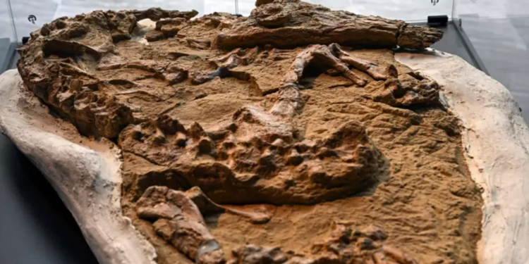 Ica: encuentran fósil de un cocodrilo que vivió hace 10 millones de años en el litoral peruano