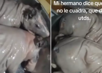 Hombre compra cuy en el mercado y descubre algo inesperado al llegar a casa: «parece rata»