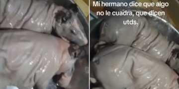 Hombre compra cuy en el mercado y descubre algo inesperado al llegar a casa: «parece rata»