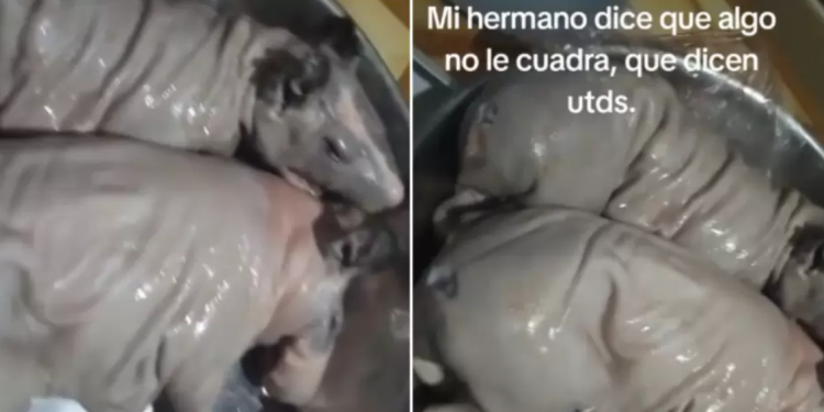 Hombre compra cuy en el mercado y descubre algo inesperado al llegar a casa: «parece rata»