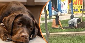 Nuevo caso de envenenamiento masivo de perros: 18 canes son encontrados muertos en El Callao