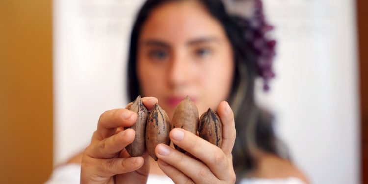ICA EXPORTARÍA PECANAS A CHINA EN JULIO DEL 2025