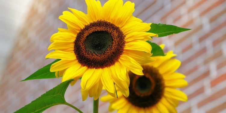 AUMENTA VENTA DE FLORES AMARILLAS PARA RECIBIR EL AÑO NUEVO