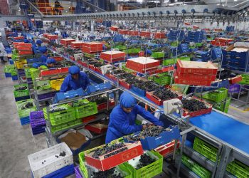 Ica concentra más del 50% de producción de uvas del Perú, motor clave para la economía local