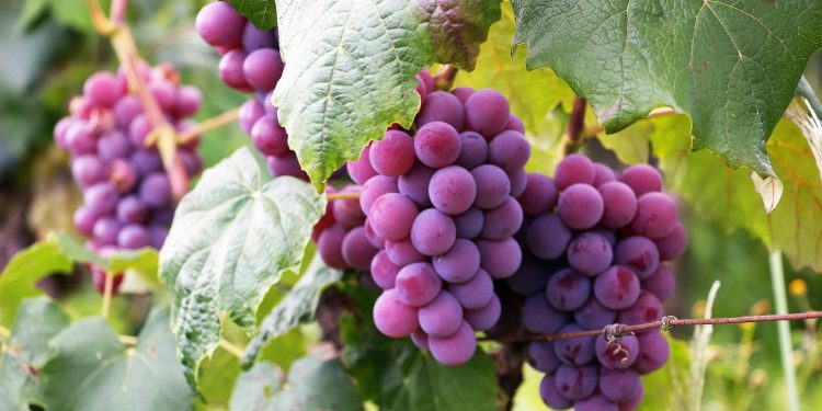 SE EFECTÚA LA PRIMERA EXPORTACIÓN DE FRUTA FRESCA EN TRANSPORTE MARÍTIMO REFRIGERADO