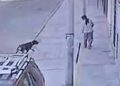 Mujer fue brutalmente 4tac4da por perro rottweiler: evitó que muerda a su hija