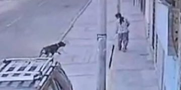 Mujer fue brutalmente 4tac4da por perro rottweiler: evitó que muerda a su hija