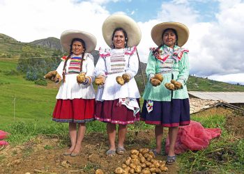 AUMENTA EL VALOR DE LA PAPA BLANCA: ESTE ES EL NUEVO PRECIO