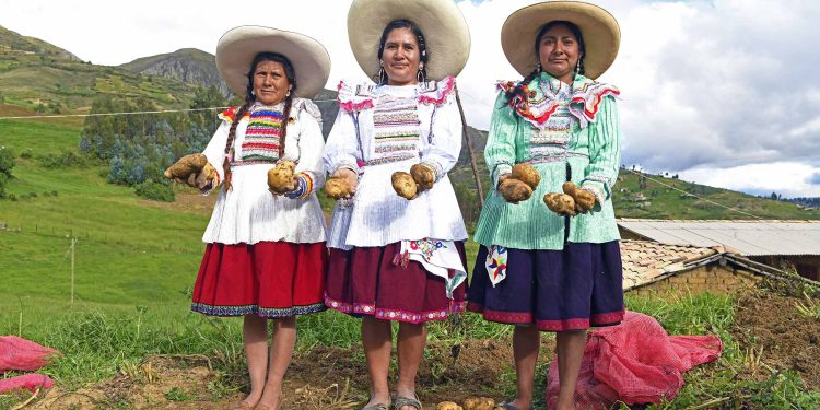 AUMENTA EL VALOR DE LA PAPA BLANCA: ESTE ES EL NUEVO PRECIO