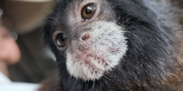 Rescatan a mono pichico en playa de Ica tras denuncia ciudadana