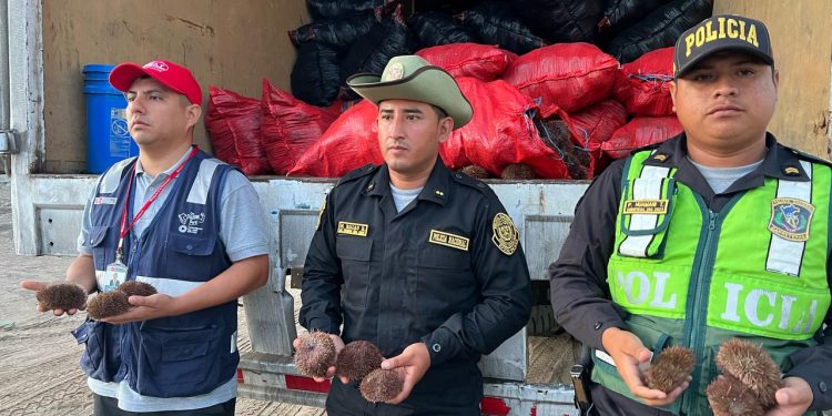 INTERVIENEN A DOS PERSONAS POR DELITO CONTRA RECURSOS NATURALES EN PARACAS