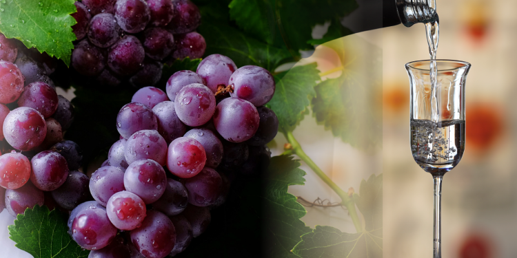 HOY INICIA LA VENDIMIA Y ESTO ES LO QUE VEREMOS