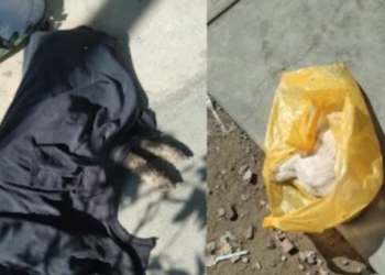 Consternación en Los Aquijes: denuncian envenenamiento de mascotas