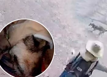 Perrita lucha por su vida tras ser atacada con un fierro en la cabeza