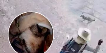 Perrita lucha por su vida tras ser atacada con un fierro en la cabeza