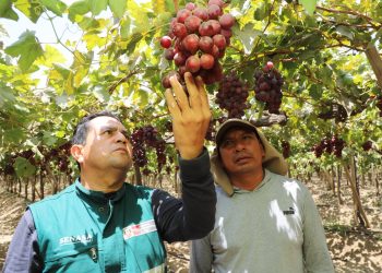 MIDAGRI: Más 700 mil toneladas de productos hortofrutícolas de Ica conquistan 75 mercados internacionales