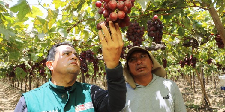 MIDAGRI: Más 700 mil toneladas de productos hortofrutícolas de Ica conquistan 75 mercados internacionales