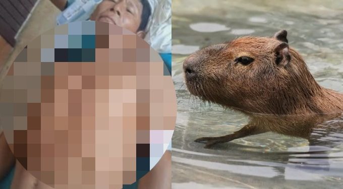 Insólito caso en Loreto: confunden a pescador con un capibara y lo balean