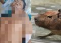 Insólito caso en Loreto: confunden a pescador con un capibara y lo balean