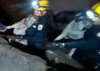 Rescatan a «rambo»: perrito estuvo amarrado a triciclo que cayó al río Rímac