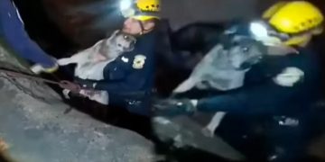 Rescatan a «rambo»: perrito estuvo amarrado a triciclo que cayó al río Rímac