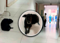 Perrito espera a su dueña en el hospital María Auxiliadora de SJM, pero joven falleció: piden adoptarlo