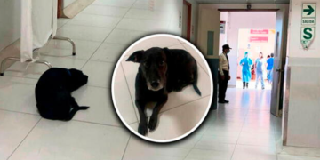 Perrito espera a su dueña en el hospital María Auxiliadora de SJM, pero joven falleció: piden adoptarlo