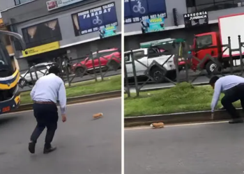 Chofer de bus desata risas al intentar atrapar un cuy en plena pista