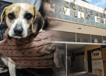 Piden justicia para perrita que fue víctima de violación sexual por hombre en Villa María del Triunfo