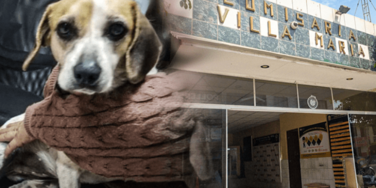 Piden justicia para perrita que fue víctima de violación sexual por hombre en Villa María del Triunfo