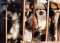 Proponen creación de registro nacional de maltratadores de animales para impedirles tener mascota o adoptar